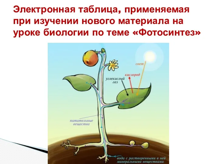 Электронная таблица, применяемая при изучении нового материала на уроке биологии по теме «Фотосинтез»