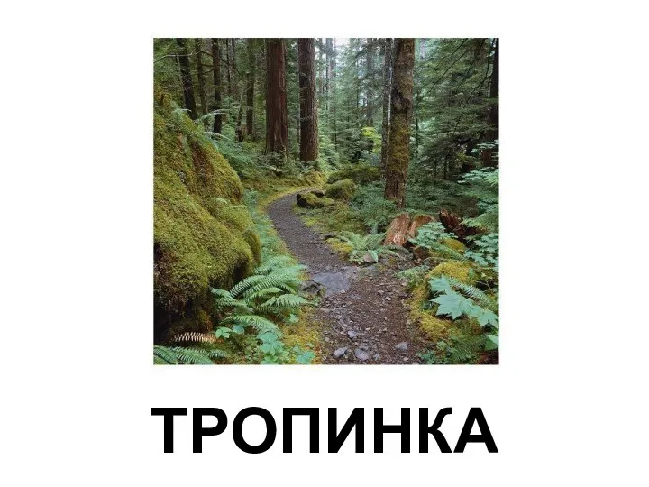 ТРОПИНКА