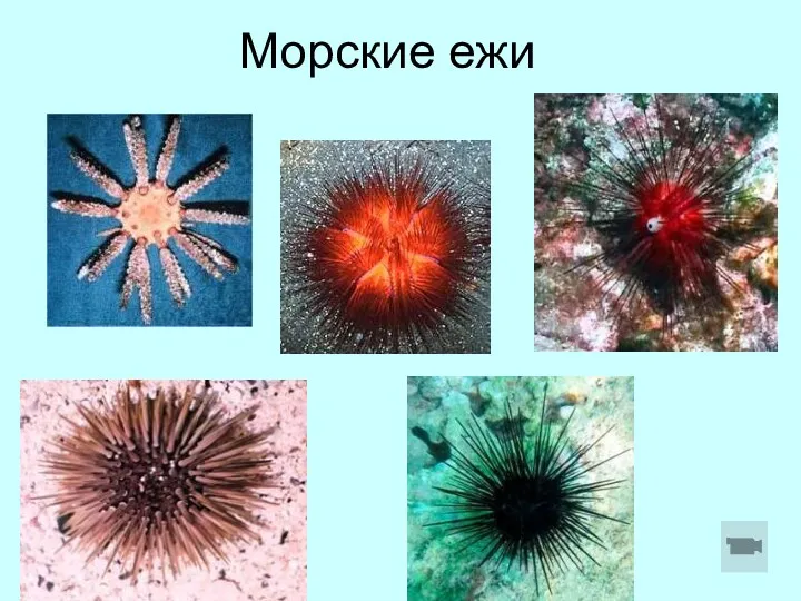 Морские ежи