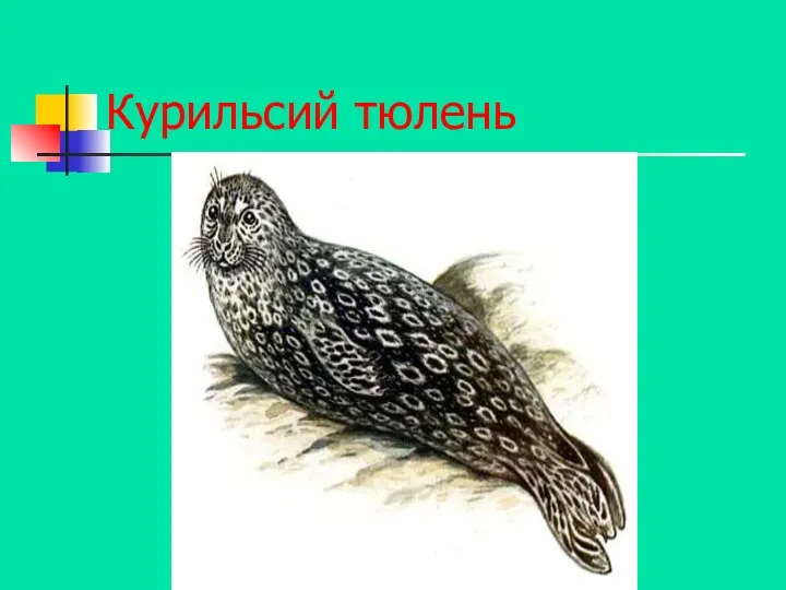 Курильсий тюлень