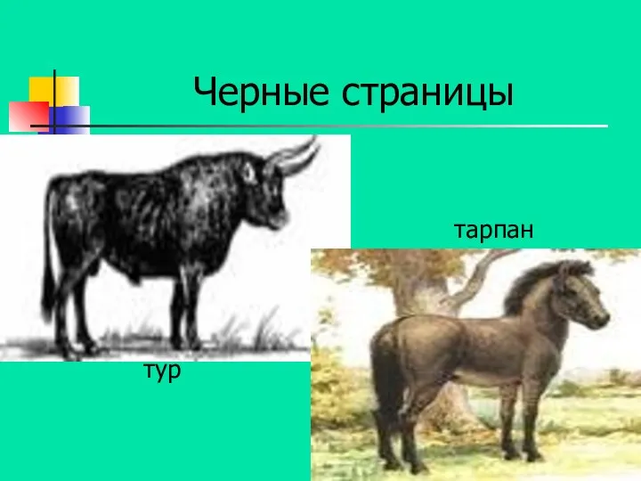 Черные страницы тур тарпан