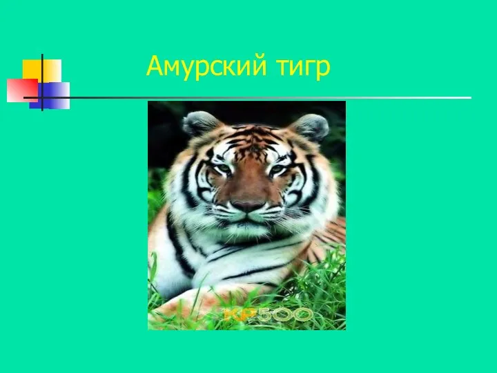 Амурский тигр