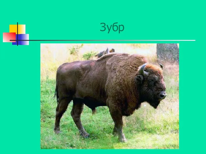 Зубр