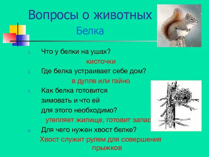 Вопросы о животных Белка Что у белки на ушах? кисточки Где белка устраивает