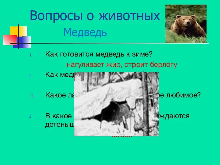 Вопросы о животных Медведь Как готовится медведь к зиме? нагуливает жир, строит берлогу