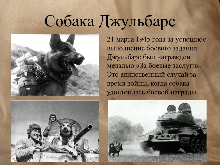 Собака Джульбарс 21 марта 1945 года за успешное выполнение боевого