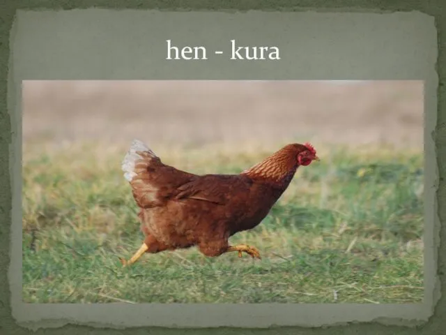 hen - kura