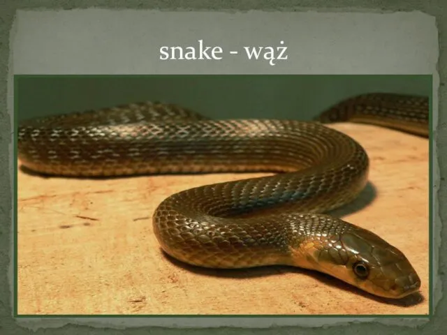 snake - wąż