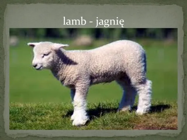 lamb - jagnię