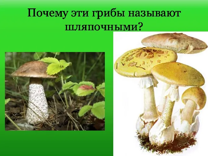 Почему эти грибы называют шляпочными?