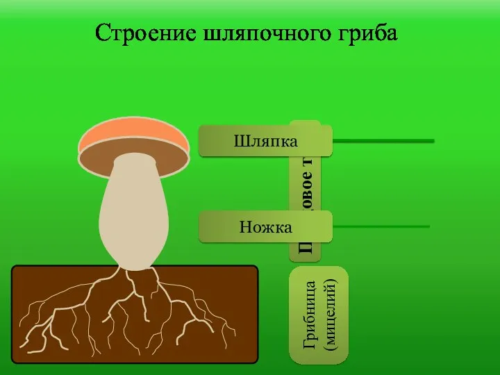 Строение шляпочного гриба Плодовое тело Грибница (мицелий) Ножка Шляпка