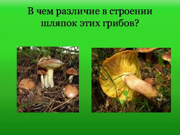 В чем различие в строении шляпок этих грибов?