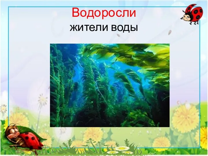 Водоросли жители воды