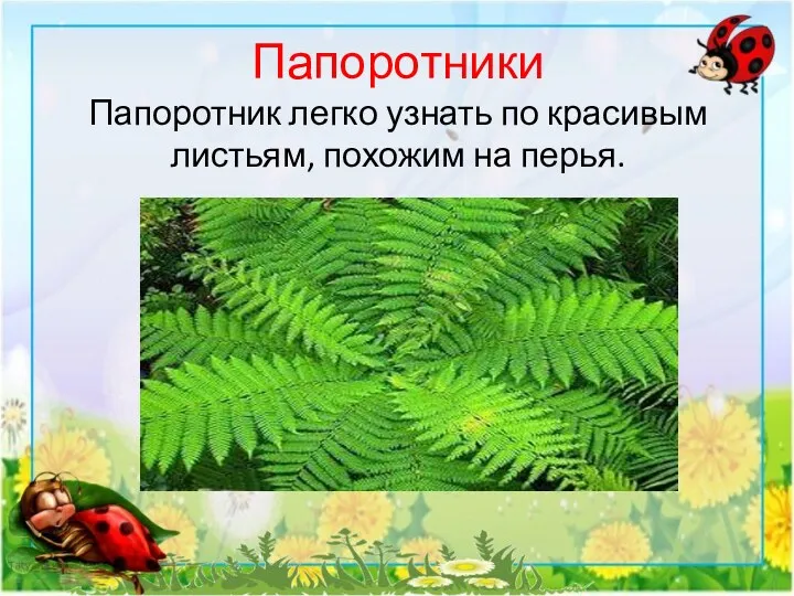 Папоротники Папоротник легко узнать по красивым листьям, похожим на перья.