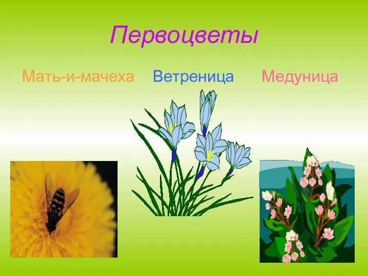 Первоцветы Мать-и-мачеха Ветреница Медуница