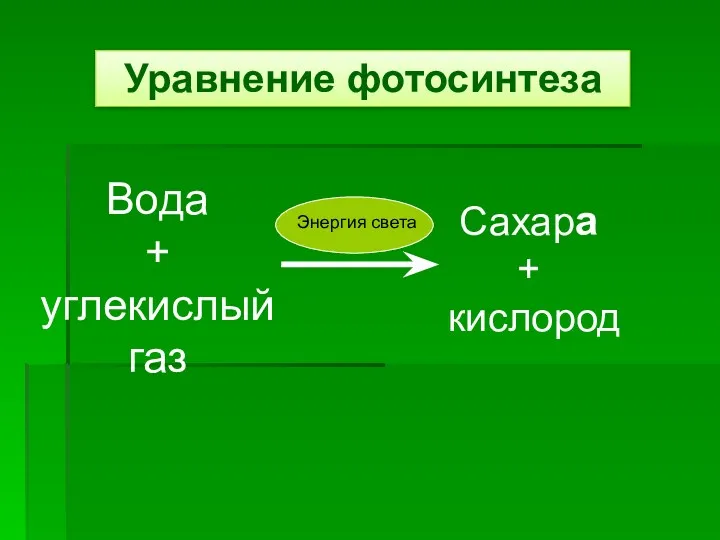 Уравнение фотосинтеза Вода + углекислый газ Сахара + кислород Энергия света