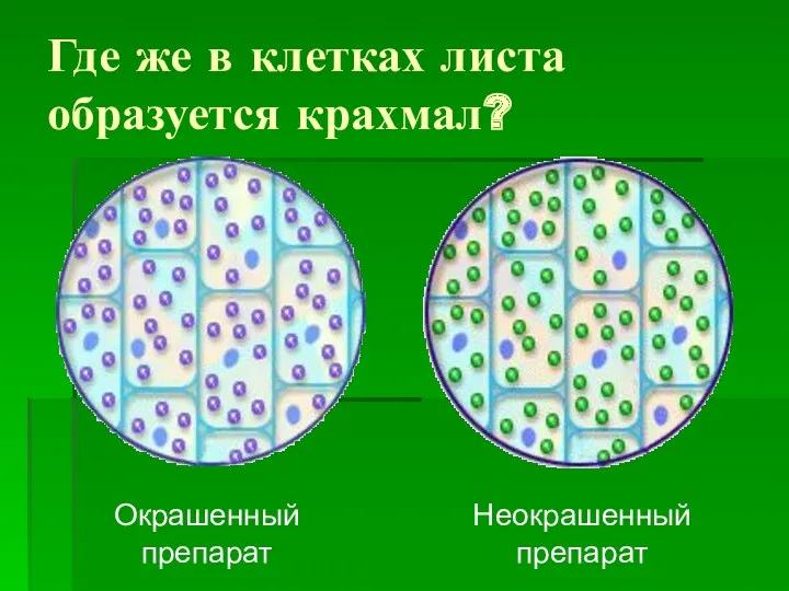 Где же в клетках листа образуется крахмал? Неокрашенный препарат Окрашенный препарат