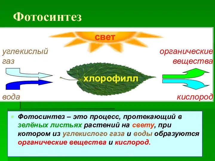 Фотосинтез Фотосинтез – это процесс, протекающий в зелёных листьях растений