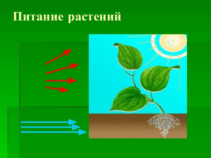 Питание растений