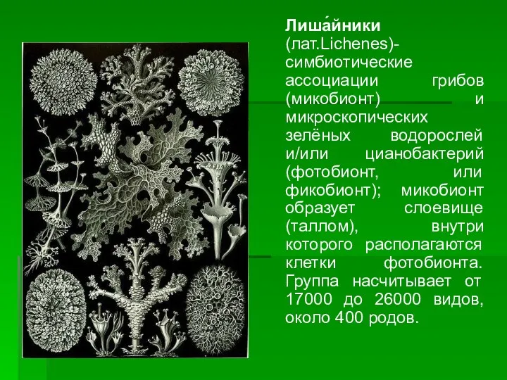 Лиша́йники (лат.Lichenes)- симбиотические ассоциации грибов (микобионт) и микроскопических зелёных водорослей и/или цианобактерий (фотобионт,