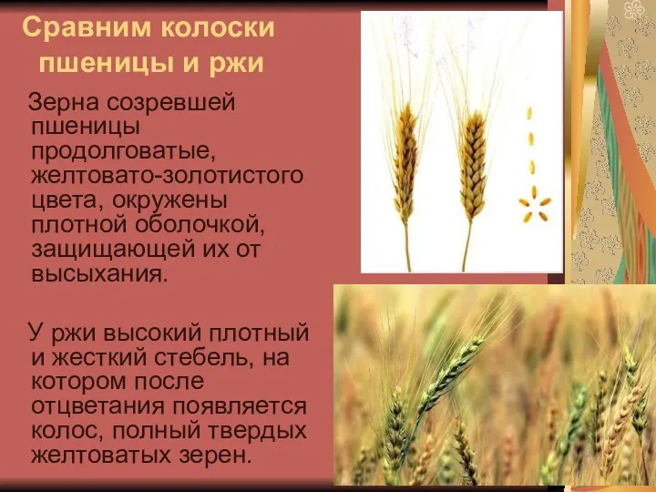 Сравним колоски пшеницы и ржи Зерна созревшей пшеницы продолговатые, желтовато-золотистого цвета, окружены плотной