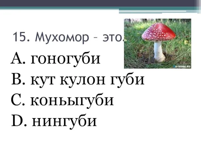 15. Мухомор – это… А. гоногуби В. кут кулон губи С. коньыгуби D. нингуби