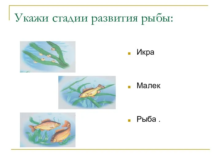 Укажи стадии развития рыбы: Икра Малек Рыба .