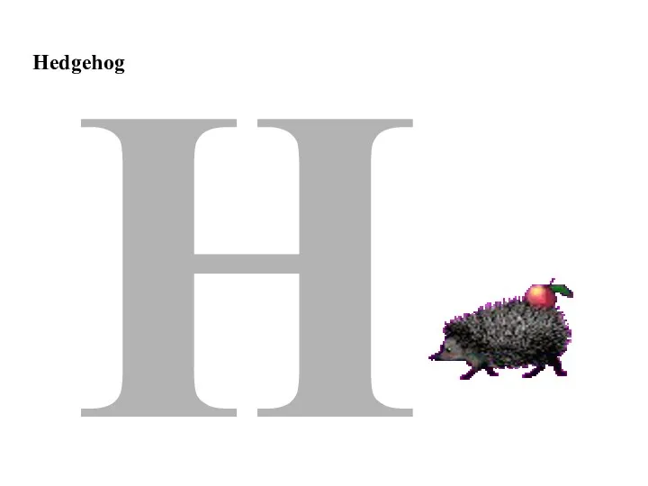 Hedgehog H