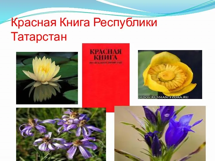 Красная Книга Республики Татарстан