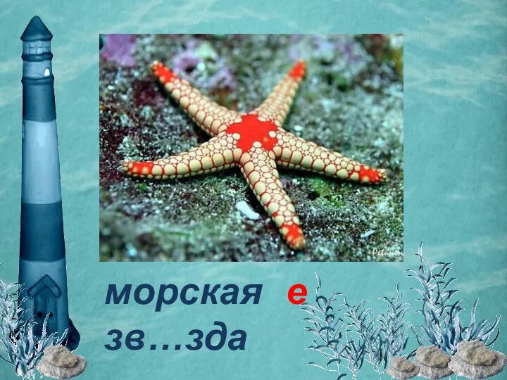 морская зв…зда е