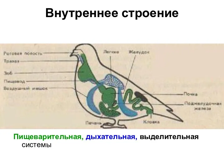 Внутреннее строение Пищеварительная, дыхательная, выделительная системы