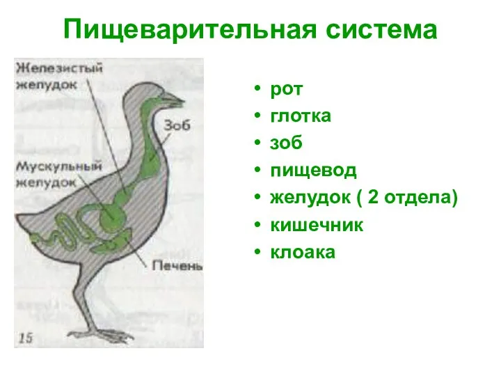 Пищеварительная система рот глотка зоб пищевод желудок ( 2 отдела) кишечник клоака