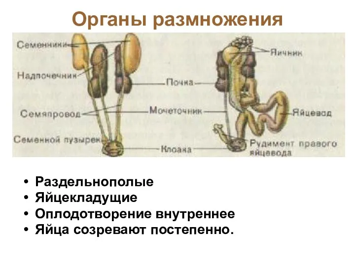 Органы размножения Раздельнополые Яйцекладущие Оплодотворение внутреннее Яйца созревают постепенно.