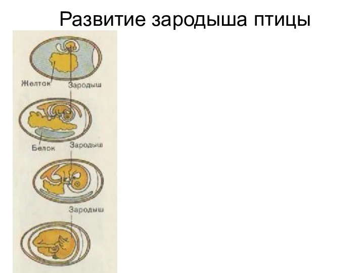 Развитие зародыша птицы