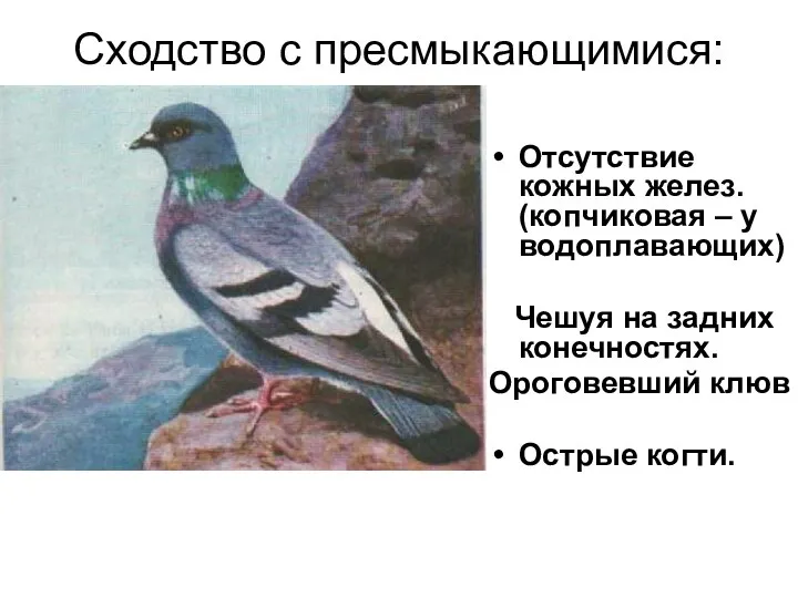 Сходство с пресмыкающимися: Отсутствие кожных желез. (копчиковая – у водоплавающих)