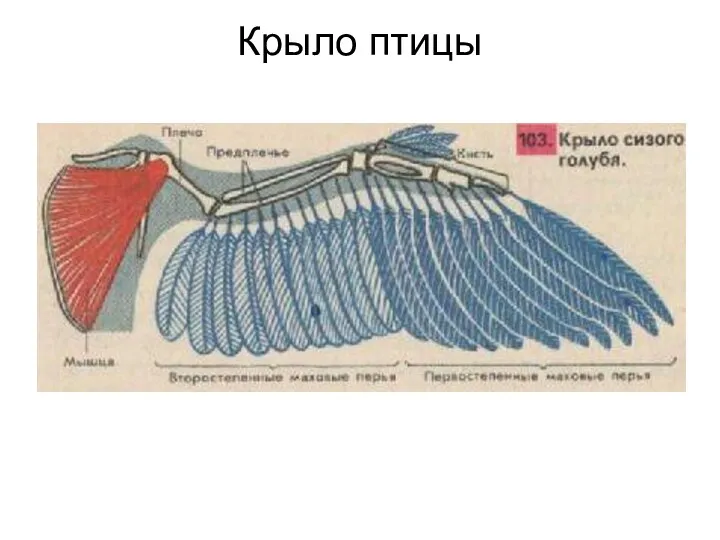 Крыло птицы