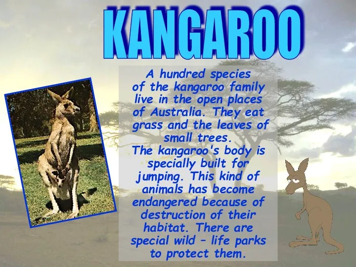 KANGAROO A hundred species of the kangaroo family live in