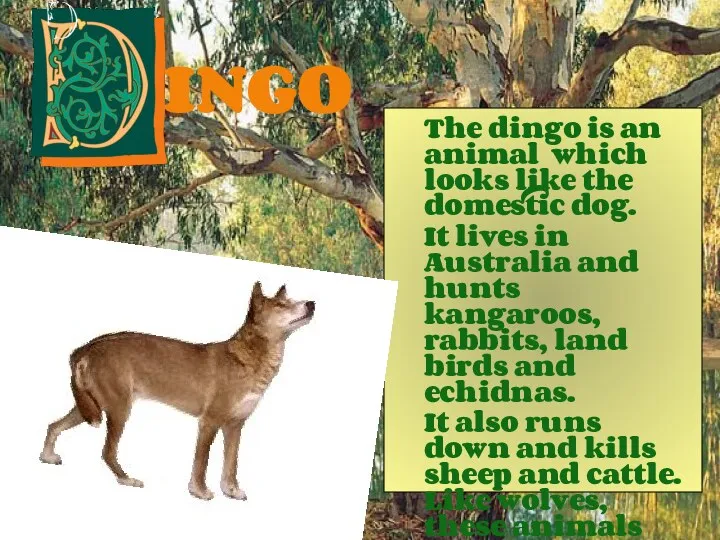 INGO The dingo is an animal which looks like the