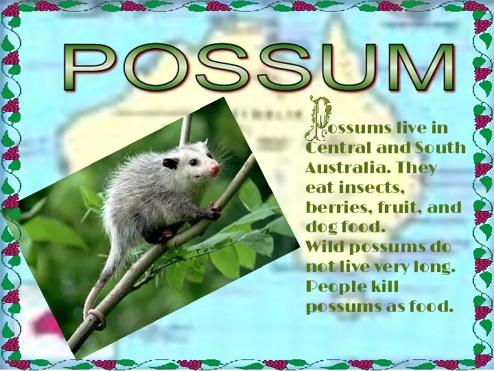 POSSUM ossums live in Central and South Australia. They eat