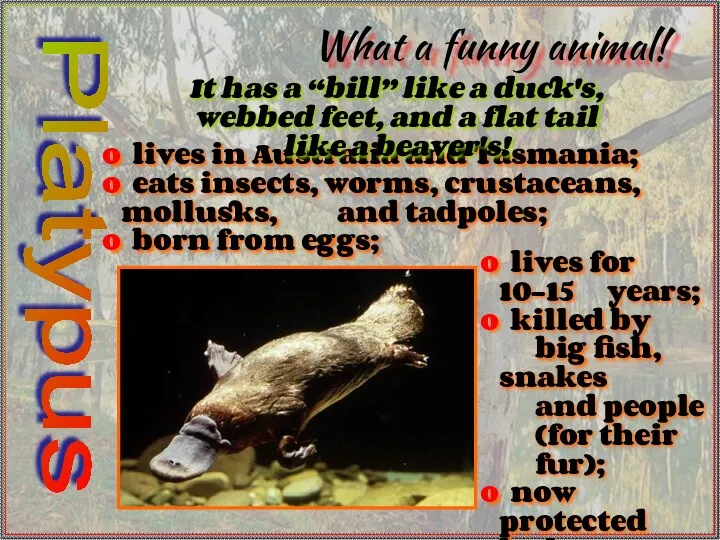 What a funny animal! lives in Australia and Tasmania; eats