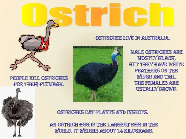 Ostrich An ostrich egg is the largest egg in the