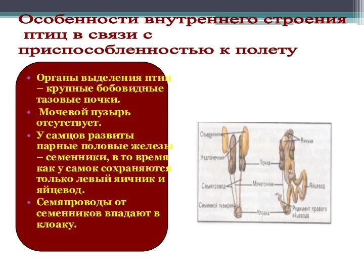 Органы выделения птиц – крупные бобовидные тазовые почки. Мочевой пузырь