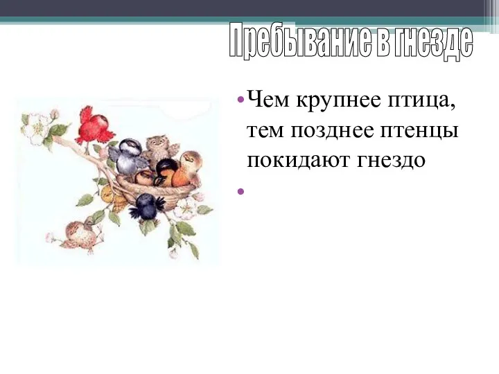 Чем крупнее птица, тем позднее птенцы покидают гнездо У многих