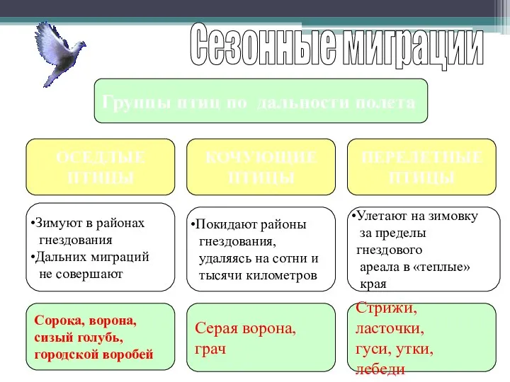 Сезонные миграции Группы птиц по дальности полета ОСЕДЛЫЕ ПТИЦЫ КОЧУЮЩИЕ