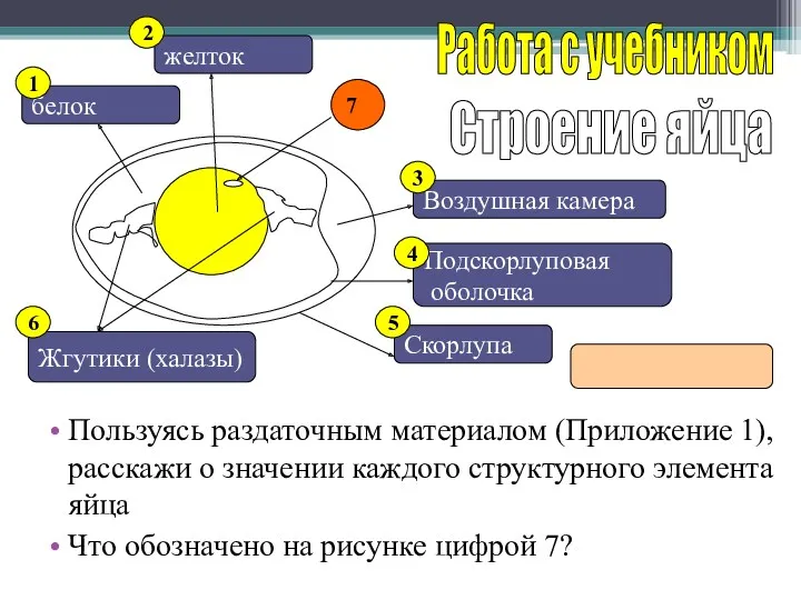 Пользуясь раздаточным материалом (Приложение 1), расскажи о значении каждого структурного