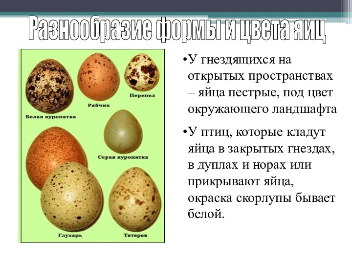 Разнообразие формы и цвета яиц У гнездящихся на открытых пространствах