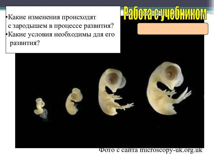 Стадии развития зародыша птицы. Фото с сайта microscopy-uk.org.uk Работа с