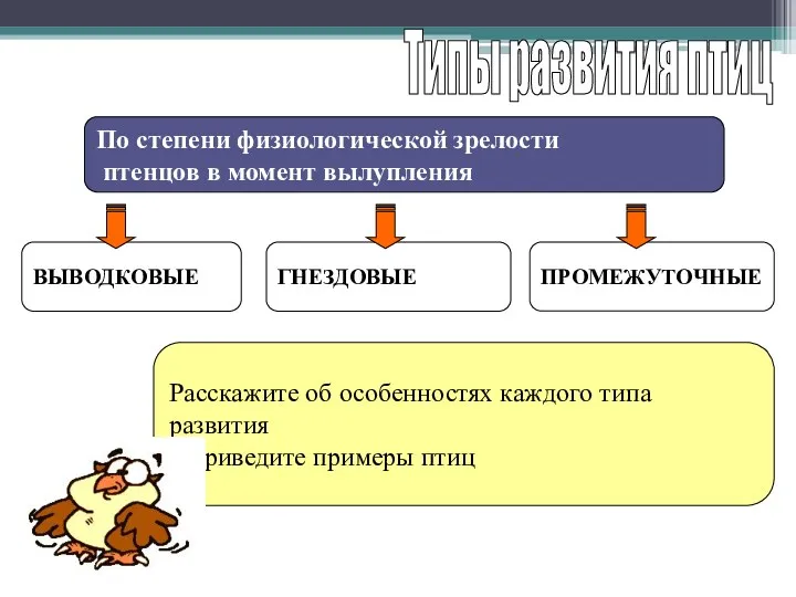 Типы развития птиц По степени физиологической зрелости птенцов в момент