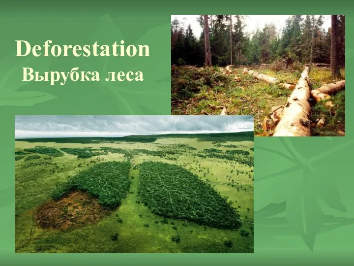Deforestation Вырубка леса