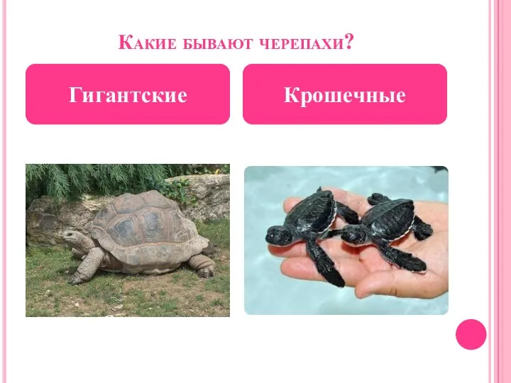 Какие бывают черепахи? Гигантские Крошечные